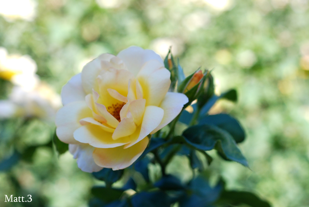 Un Fiore al Giorno..