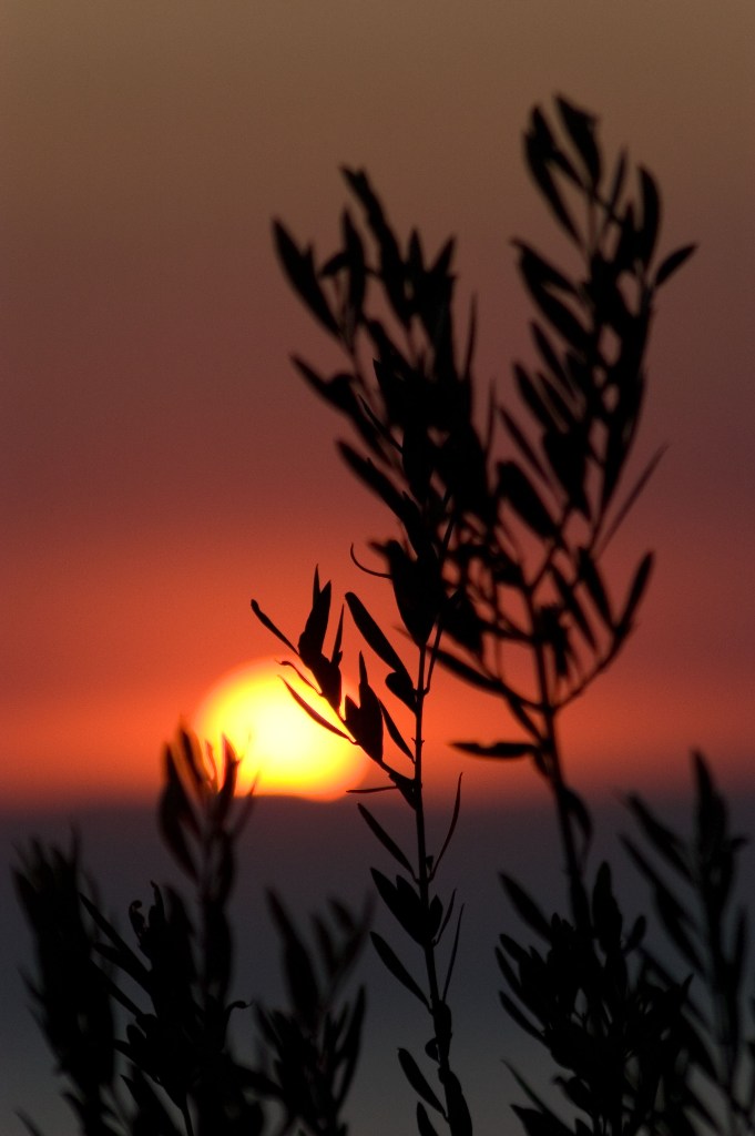 ulivo al tramonto