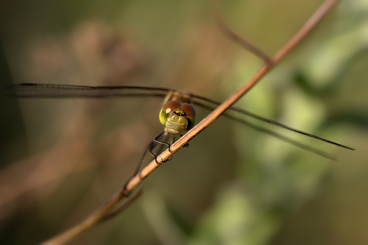 Libellula di fronte
