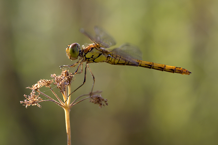 Libellula aeroplano