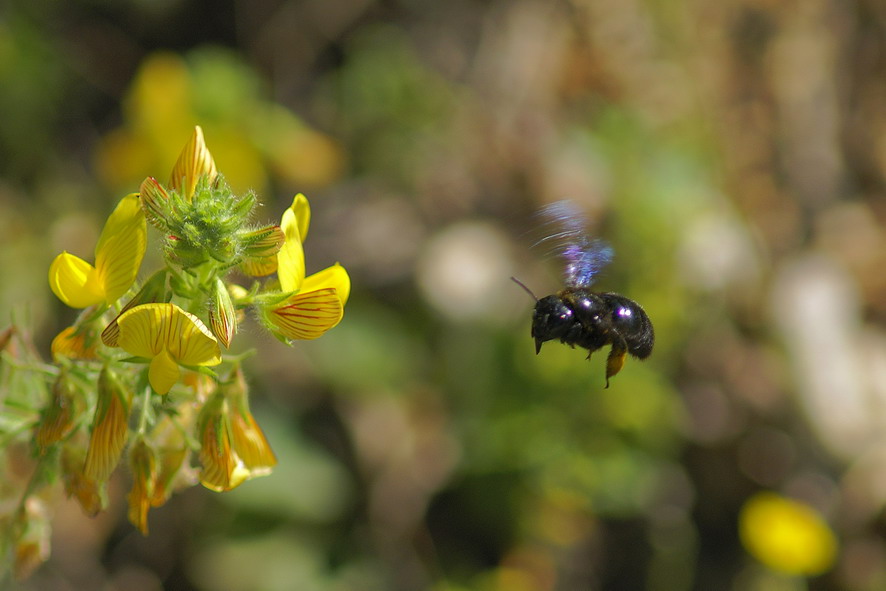 Calabrone in volo