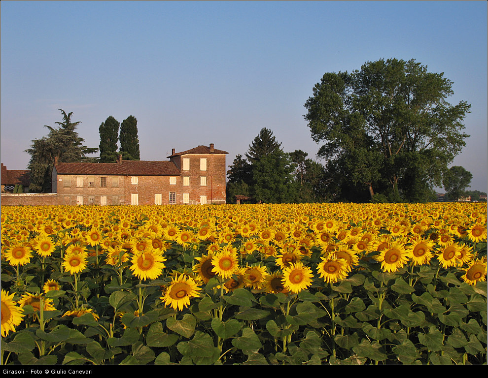 Girasoli