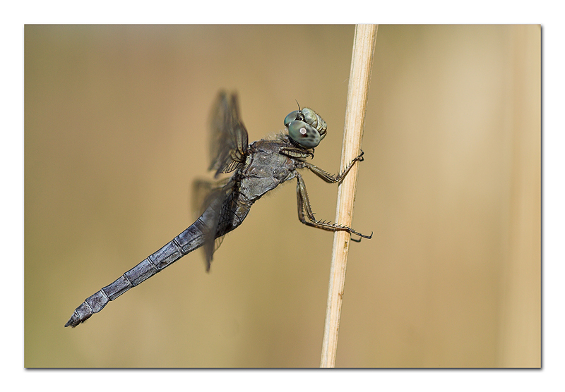 Serve davvero un cavalletto?