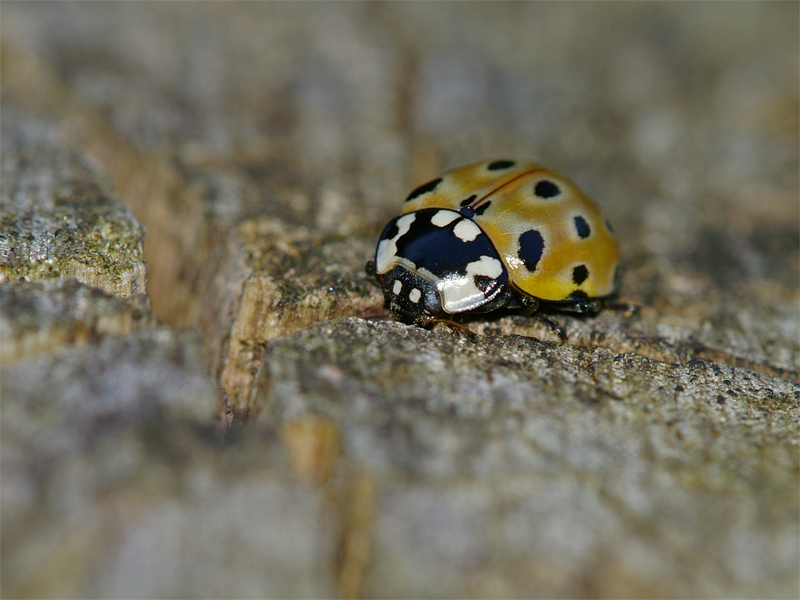cocinella? mai vista di questo colore