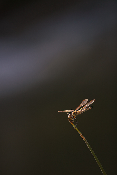 Sulla riva del fiume