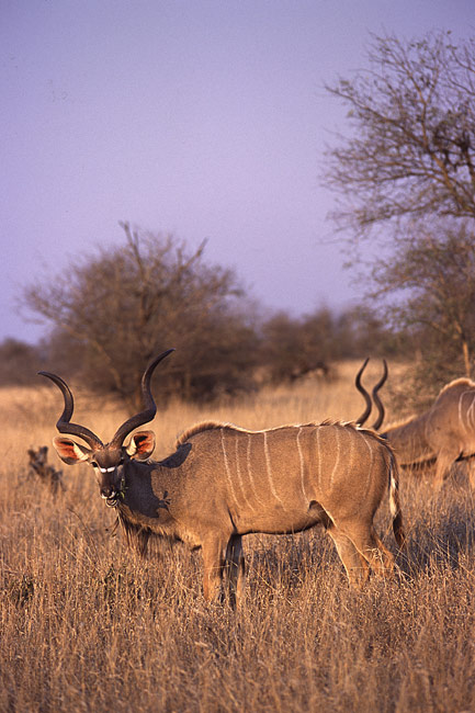 Kudu