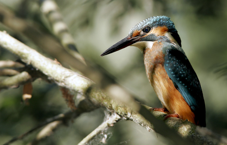 Renzo-Fresca fresca 2