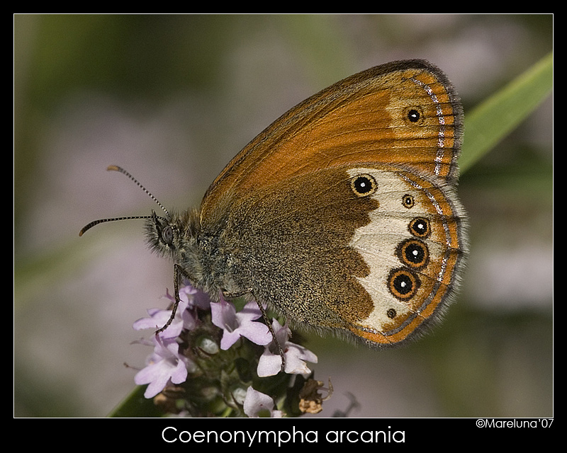 Coenonympha arcania