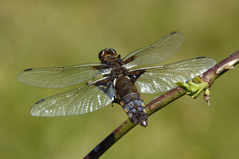 Libellula