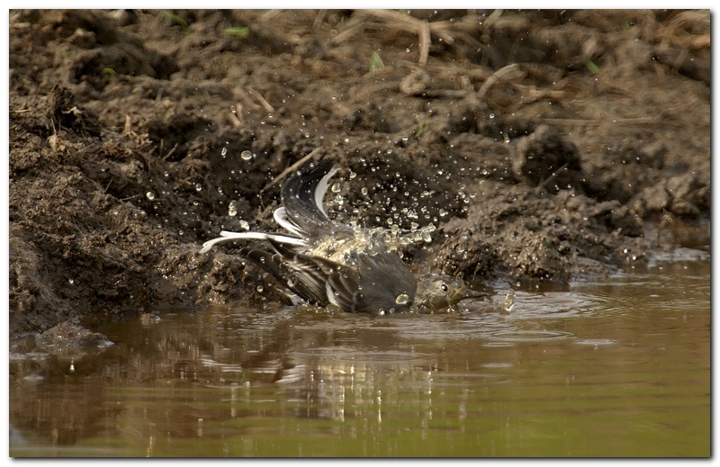 Ballerina Bianca (bagnetto)