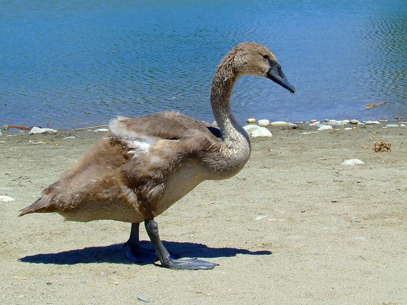 Il brutto anatroccolo