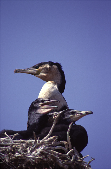 cormorani