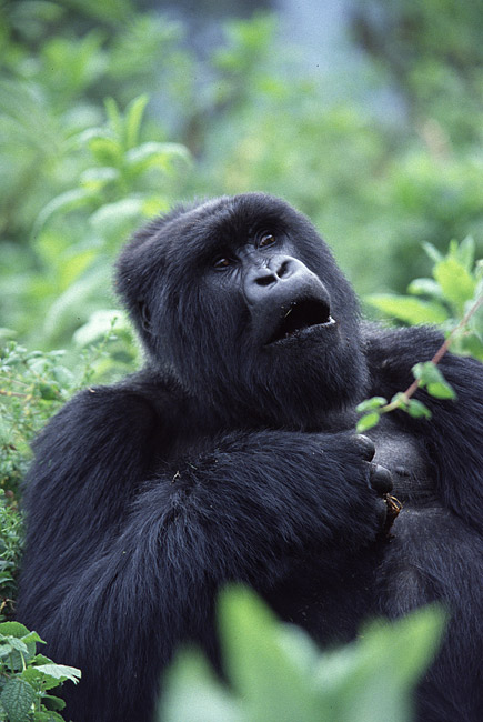 Gorilla di montagna 1