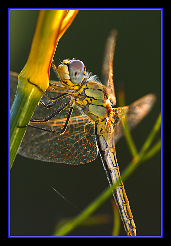 ale.. alee......ale..aleeee...