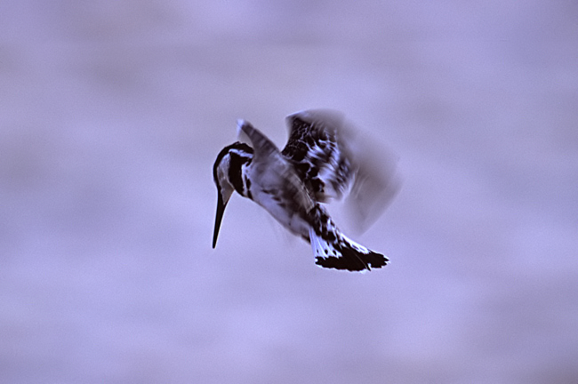 martin pescatore maculato 3