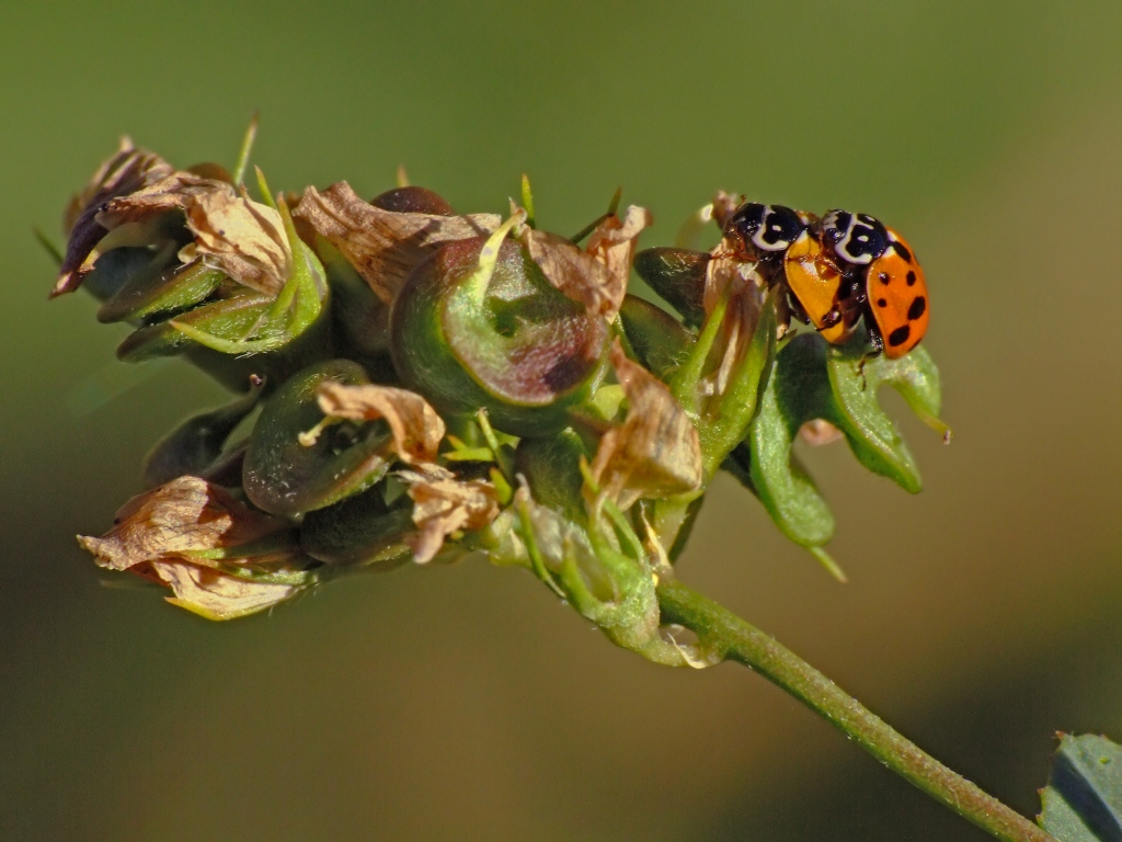 Coccinelle a ... spinta