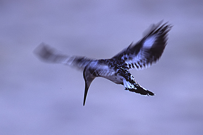 martin pescatore maculato 4