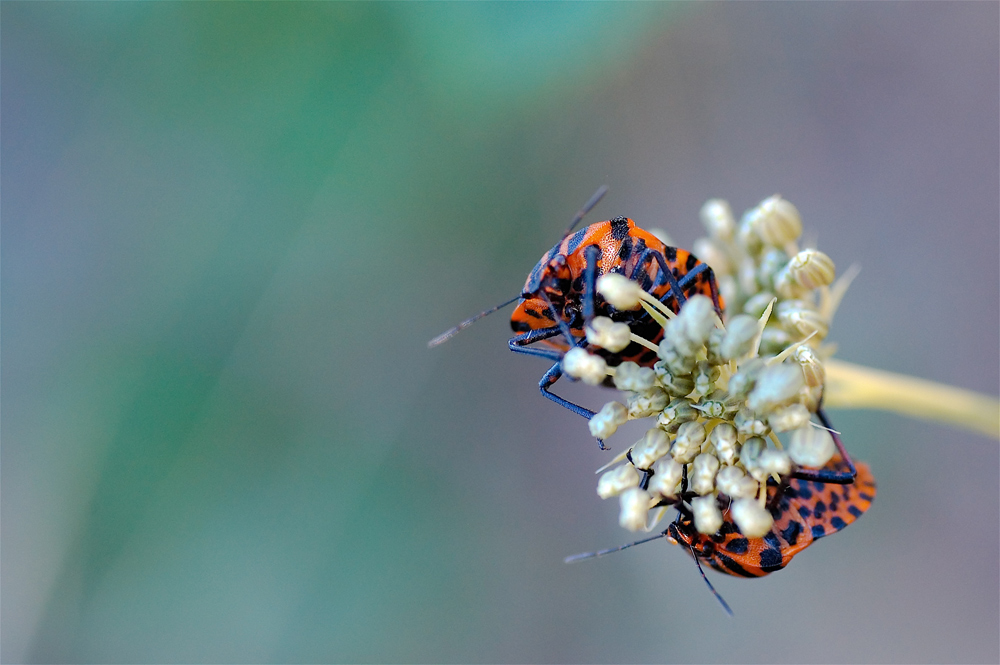 Graphosoma lineatum