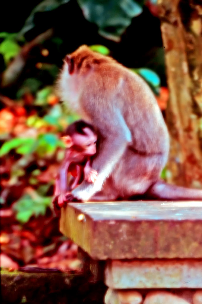 Ritratto di una scimmia