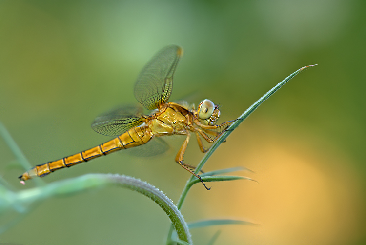 libellula