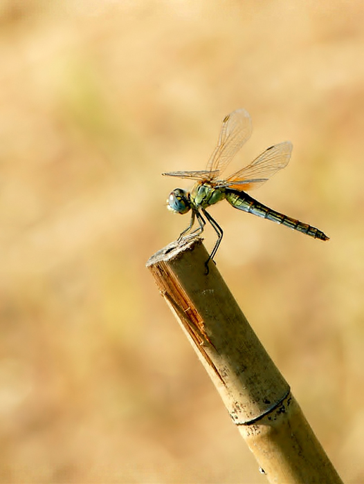 Ebbene s�! � arrivato