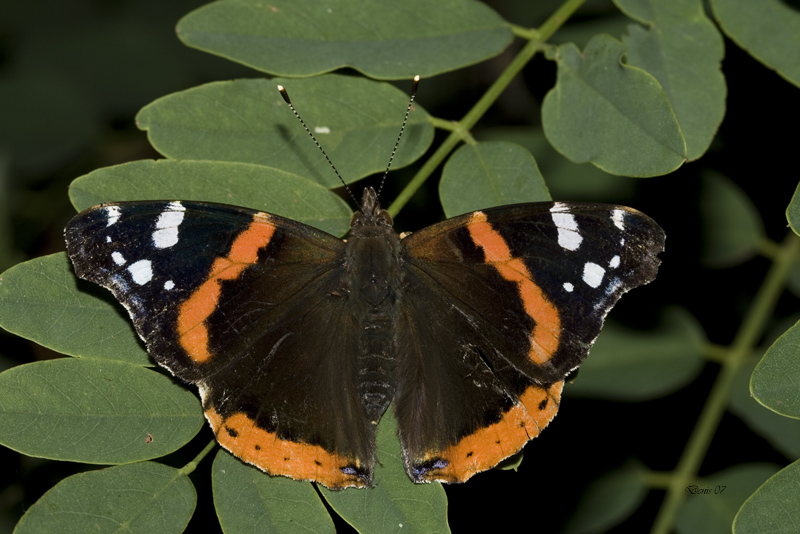 Vanessa atalanta  " Atalanta  o Vulcano"