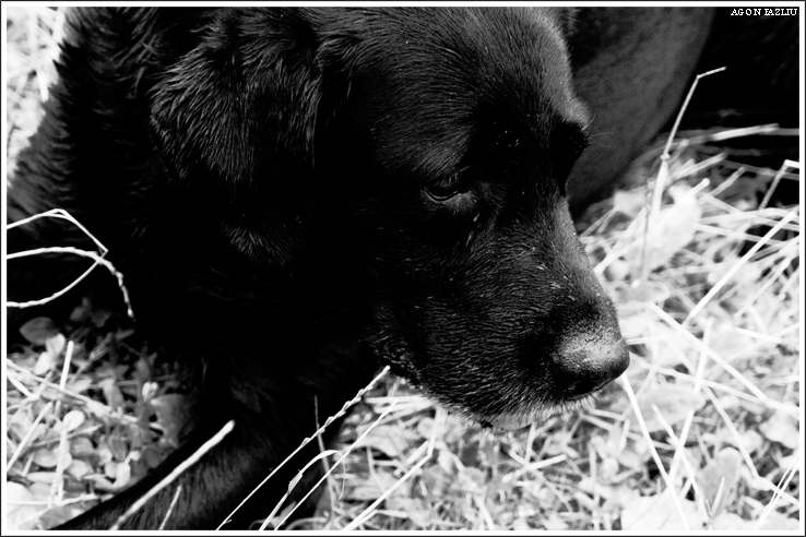 just an other doggy ...