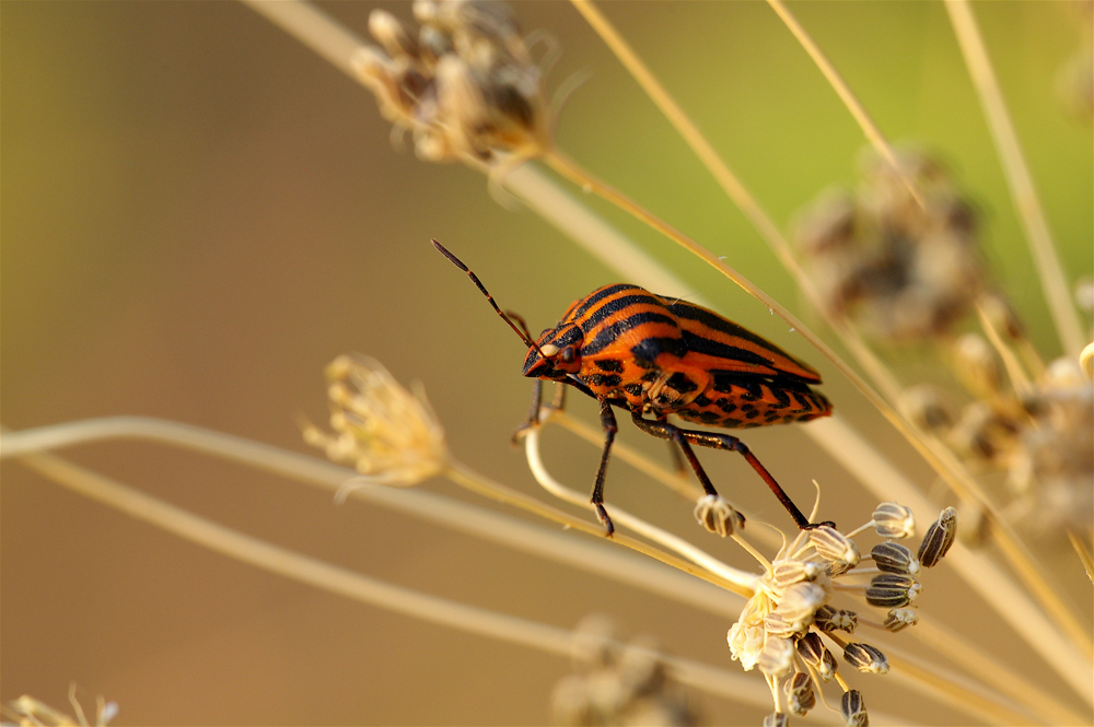 Graphosoma2