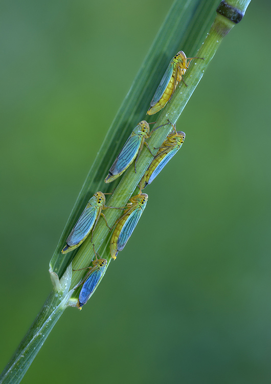 Le cicadelle del mio giardino