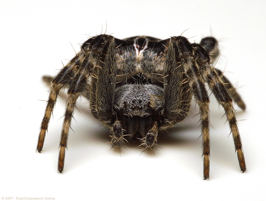 Cyrtophora citricola