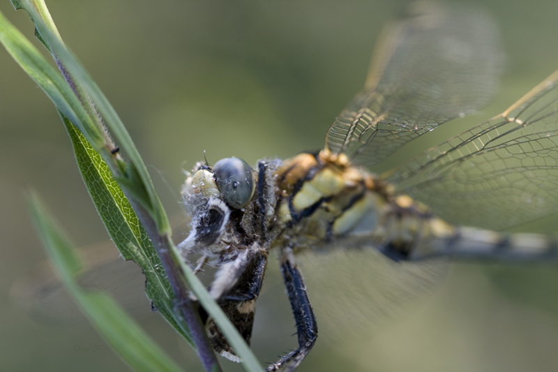 terminator ?? mi fa un baffo..