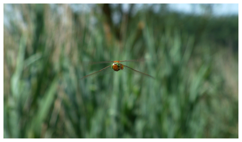 libellula
