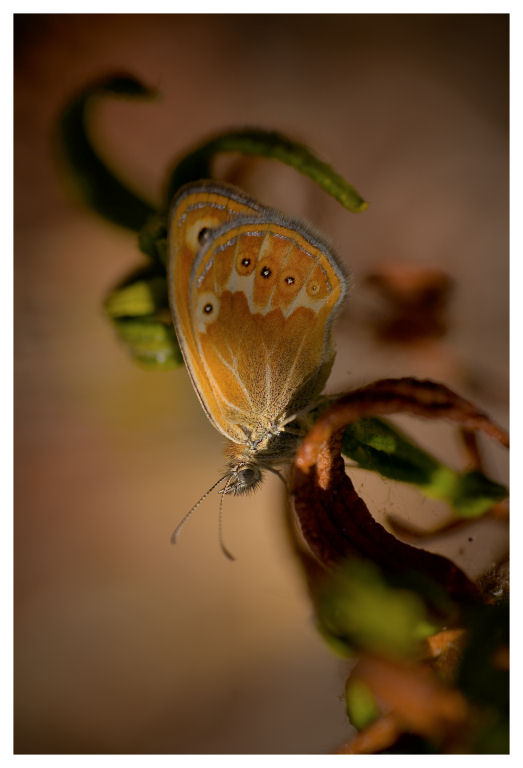 Ogni riccio un capriccio