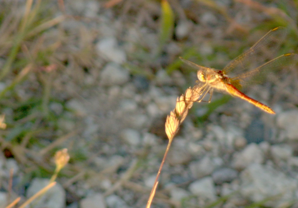 tentativo macro crop