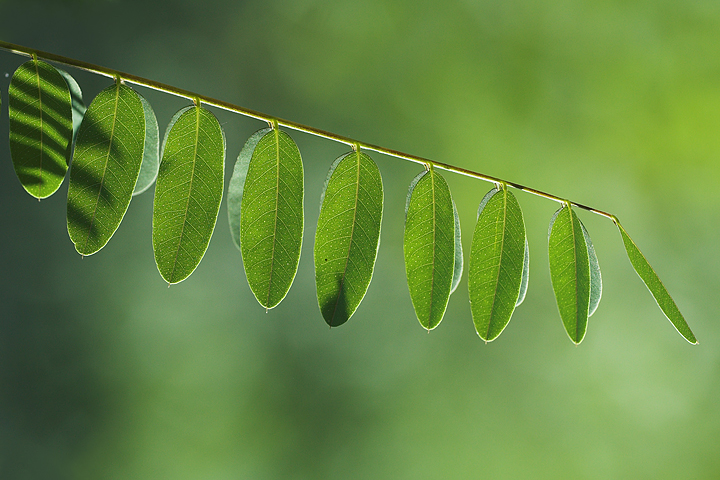 Il mio colore preferito