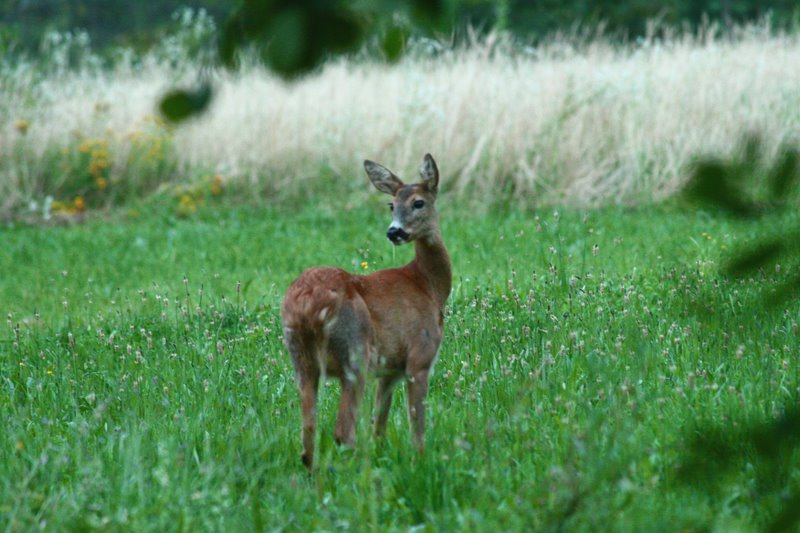 capriolo senza torcicollo
