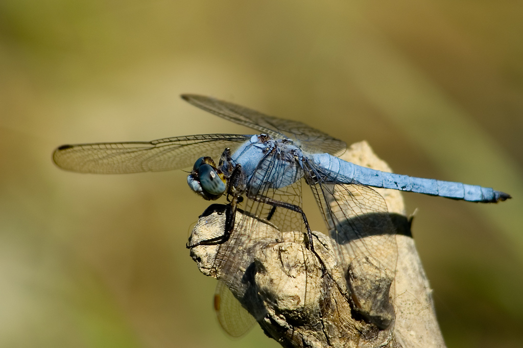 libellula azzurra