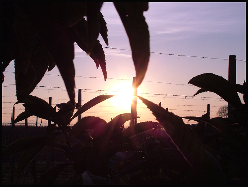 Tramonto dietro le foglie