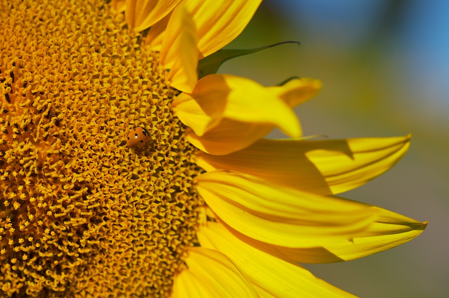 Girasole e Coccinella