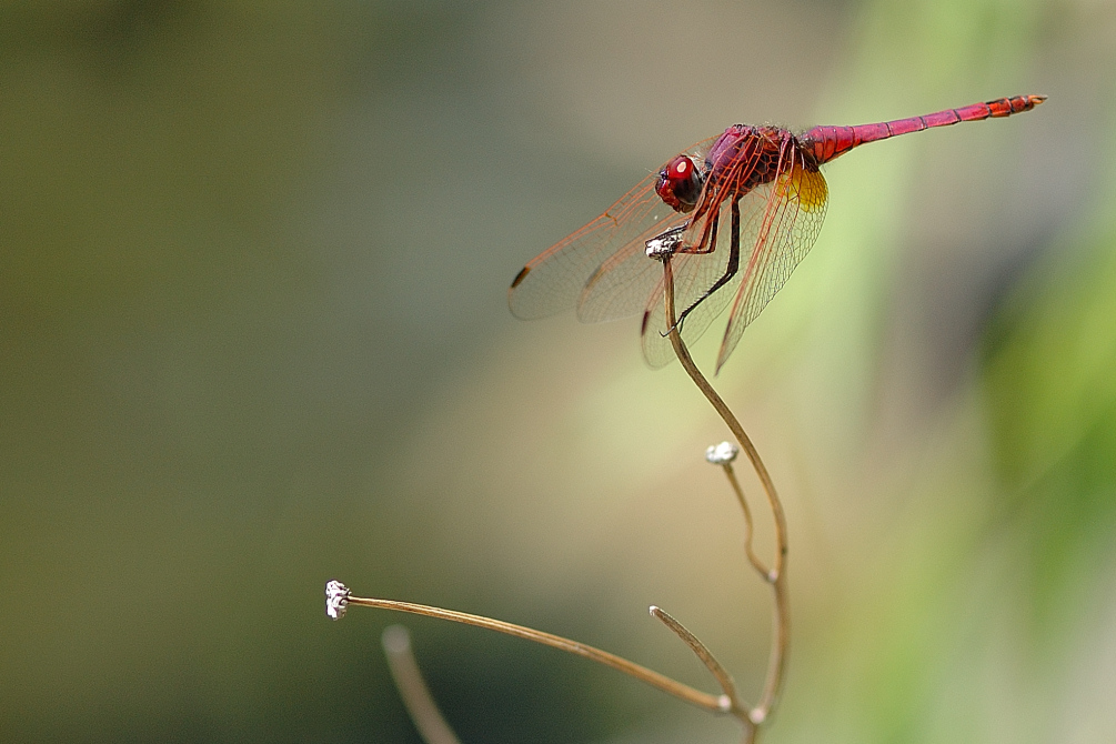 Libellula