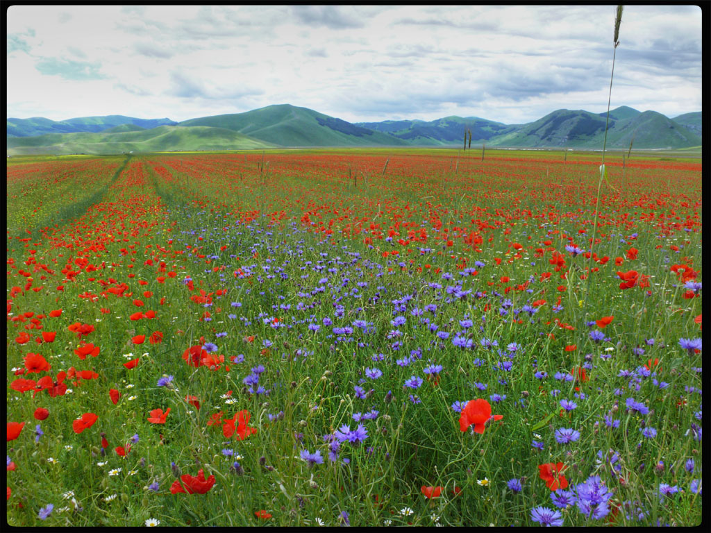 Piana di Castelluccio 3