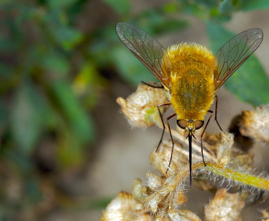 Bombylius major