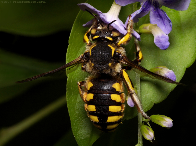 Anthidium sp.