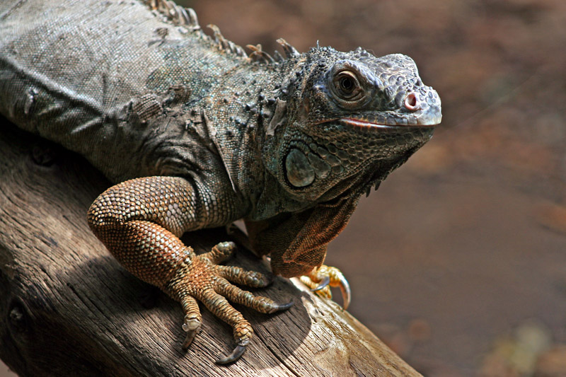Iguana