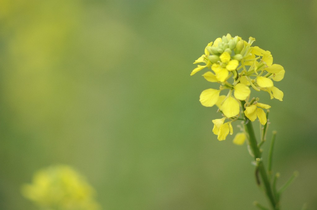 Morbido fiore giallo