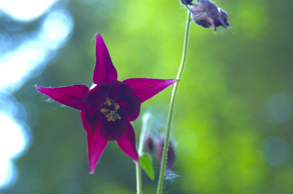 Barlumi di sogno ...e il fiore