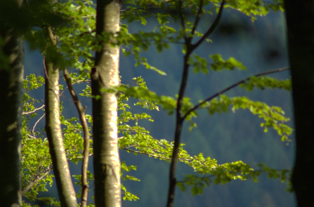 Spiragli di veglia nel sogno silvano