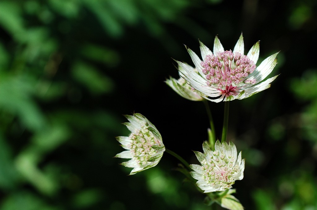 Divina ispirazione - 2000