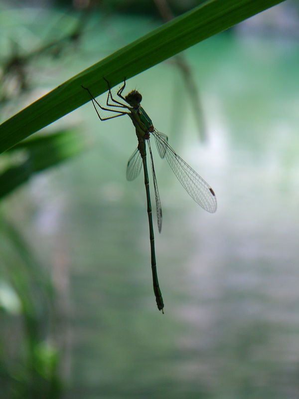 Controluce sull'acqua
