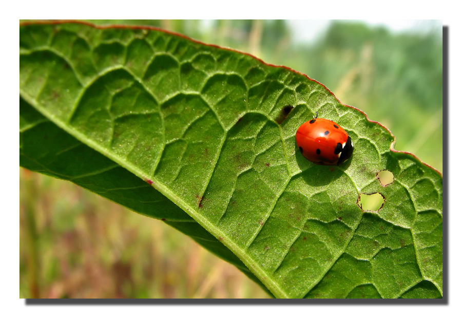 Coccinella